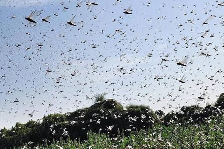 Locust control in 1 lakh hectare, Locust control in rajasthan