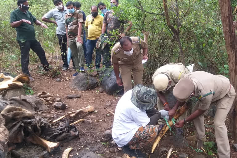 Tamil Nadu elephant  Pregnant wild elephant.  Kerala tusker  Maneka Gandhi  Pineapple firecracker  കോയമ്പത്തൂർ  ആന  കോയമ്പത്തൂരിൽ 13 വയസുള്ള ആനയുടെ മൃതദേഹം കണ്ടെത്തി  വനം വകുപ്പ്  പാലക്കാട്  ആനയുടെ മരണം