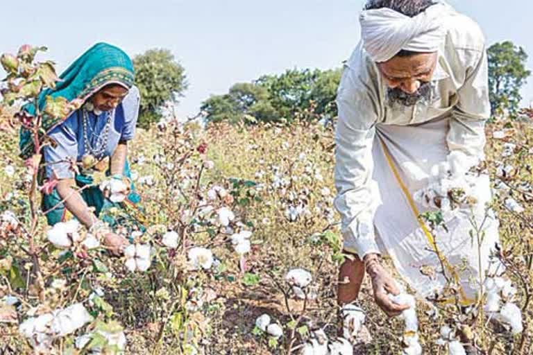 cotton seed production