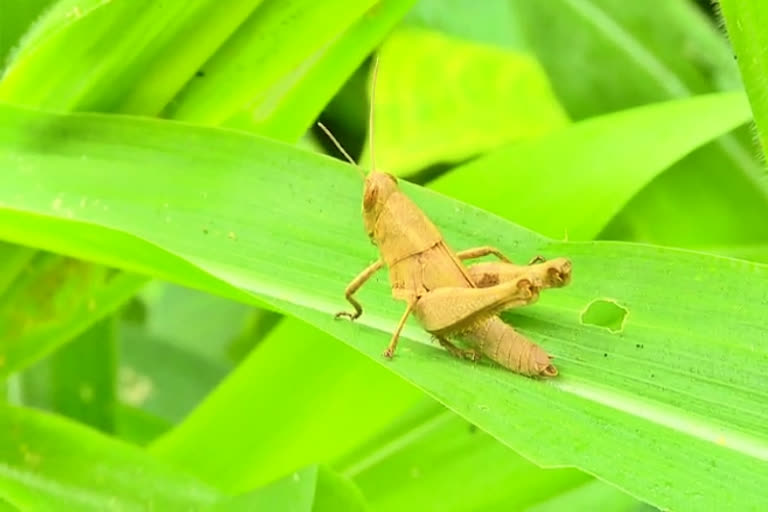 Young Farmers Guidelines, Young Farmers Guidelines on Prevention of Grasshoppers, Tumkur Grasshoppers news, ಯುವ ರೈತರ ಮಾರ್ಗೋಪಾಯಗಳು, ಮಿಡತೆಗಳ ಹಾವಳಿ ನಿವಾರಣೆಗೆ ಯುವ ರೈತರ ಮಾರ್ಗೋಪಾಯಗಳು, ತುಮಕೂರು ಮಿಡತೆ ಸುದ್ದಿ,