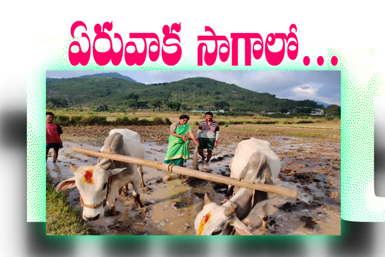 former minister  Manikumari   plowed the farm in paderu