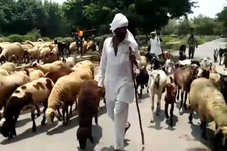 Sheeps on Road