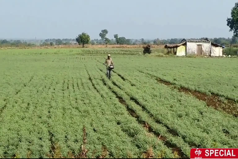 Soybean sowing may decrease