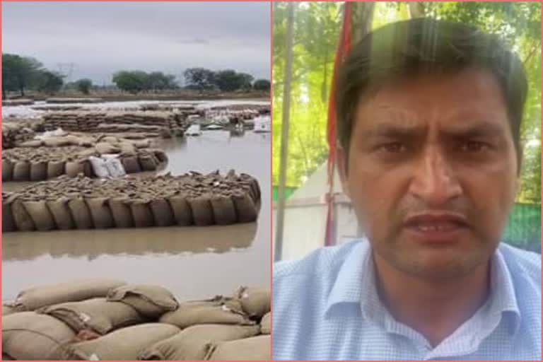 Wheat soaked in rain and kunal chaudhry