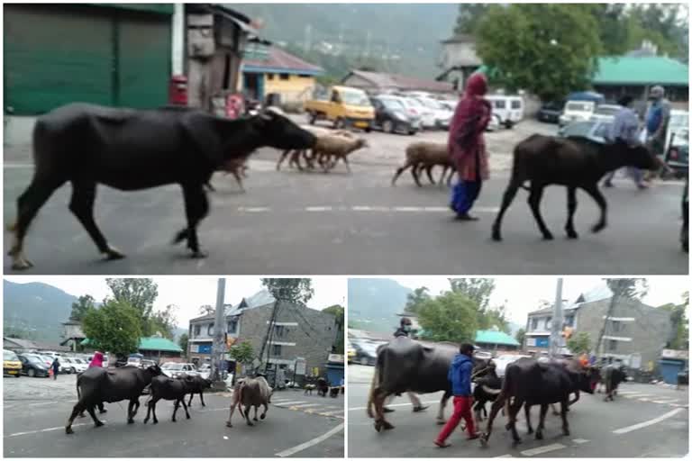 Shepherds return to hilly areas