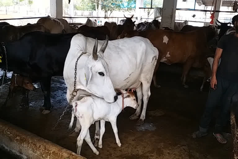 During lockdown, no shortage of fodder for the bovines in Shreeji Gaushala