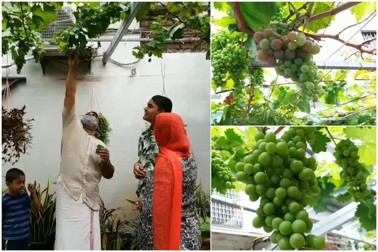 vineyard in malappuram  grape farming in kerala  malappuram news  മലപ്പുറം വാര്‍ത്തകള്‍  മുന്തിരികൃഷി കേരളത്തില്‍  മുന്തിരികൃഷി