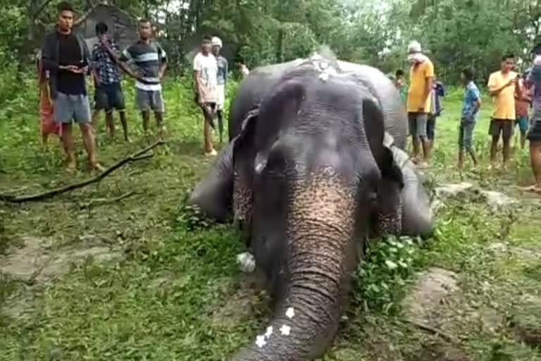 wild-elephant-death-at-majuli