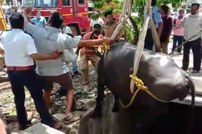 pregnant buffalo rescue sangli  sangli latest news  sangli buffalo rescue news  सांगली लेटेस्ट न्युज  सांगली म्हैस बचावकार्य न्युज