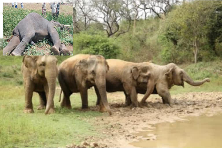 64 wild elephants killed in human-animal conflicts in a decade