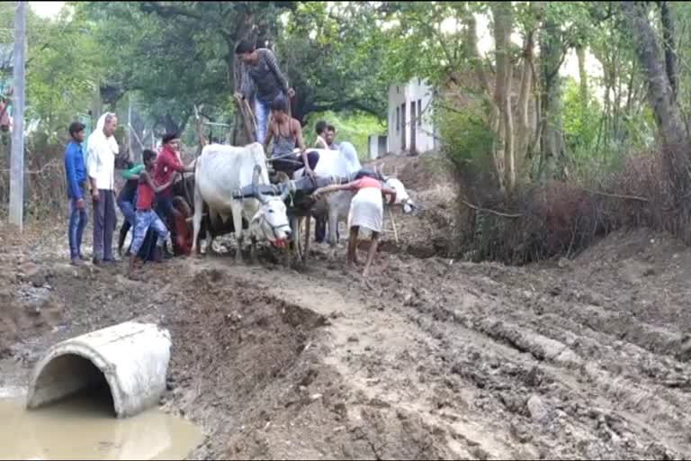 Bullock cart stuck in mud