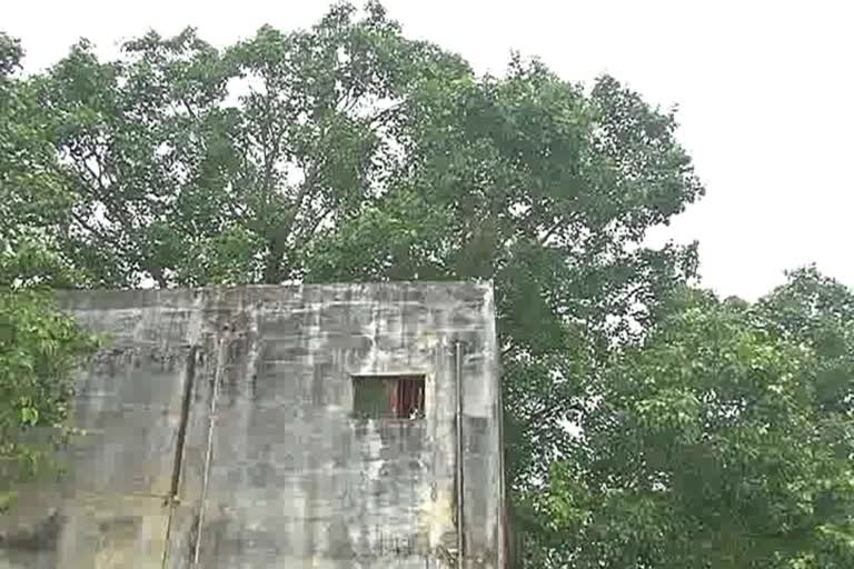 Unique tree house