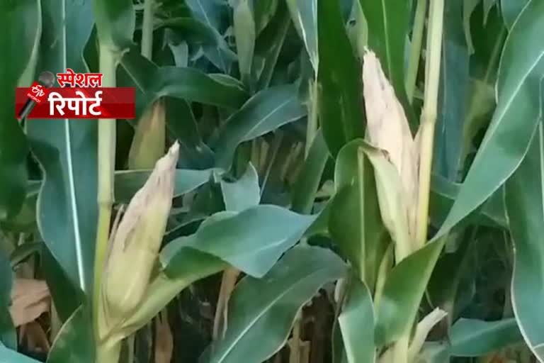 Maize farming Benefit in haryana