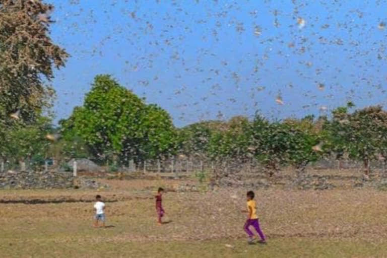 Locust Team Attack, भीनमाल जालोर न्यूज़