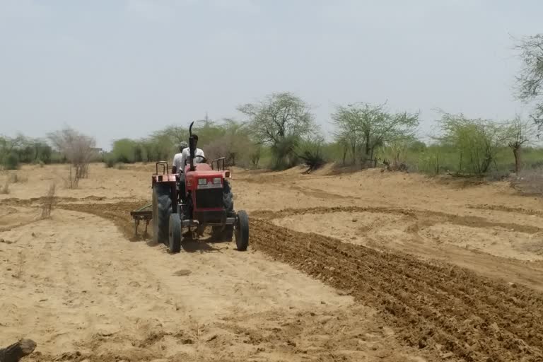 grasshopper attack news, grasshopper attack in Barmer