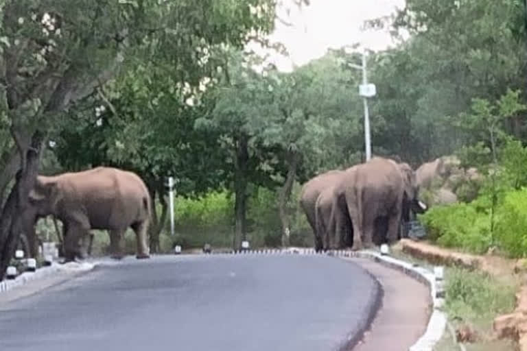 large-group-of-elephants-roaming-in-tirumala-and-forest-official-on-searching-move