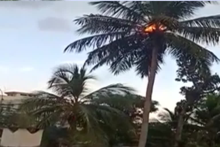 thunderbolt-hits-to-coconut-trees-and-fired-in-pathapatnam-mandal