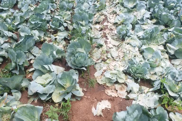 Vegetables are rotting in the fields