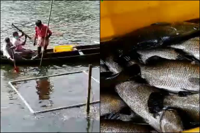 fish farming in kannur  kannur news  മത്സ്യകൂട് കൃഷി  കണ്ണൂര്‍ വാര്‍ത്തകള്‍