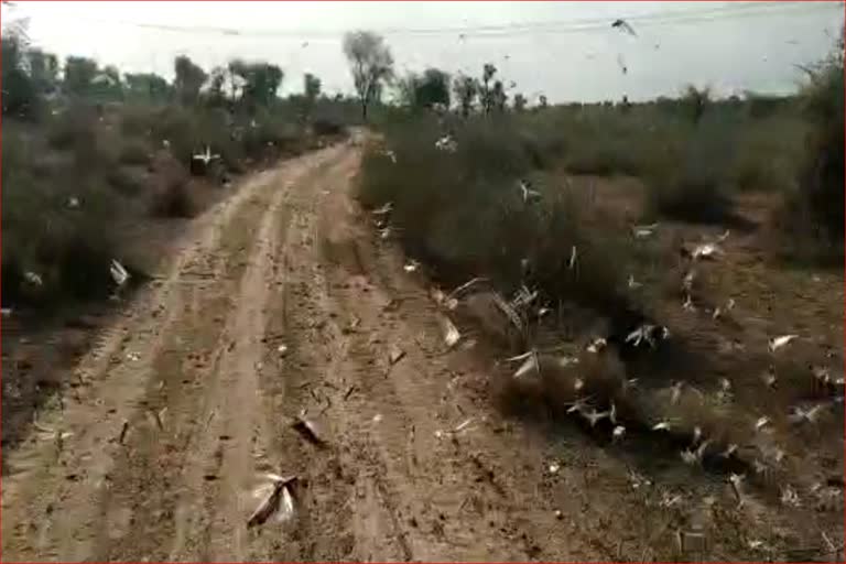 Locust attack in Jaitaran,  Grasshopper attack in Pali