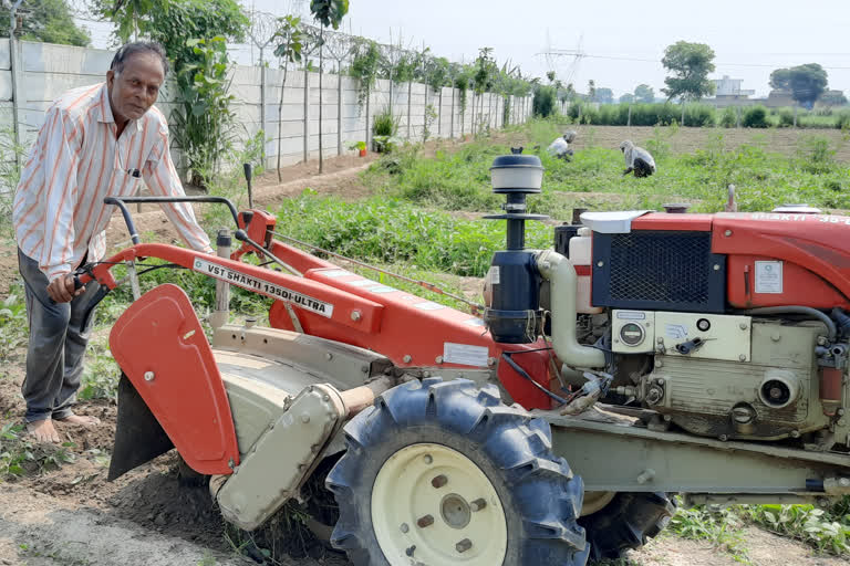 Distressed by stray animals, the farmer forced the cultivation of urad