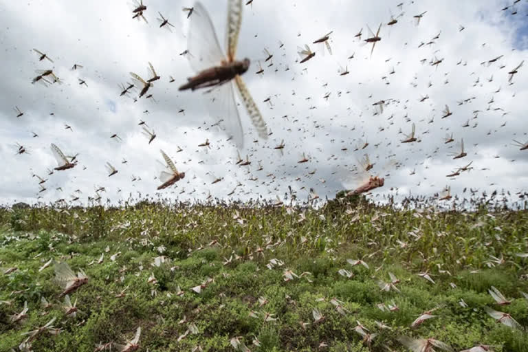 Swarms of locusts seen in several villages of Barmer district .