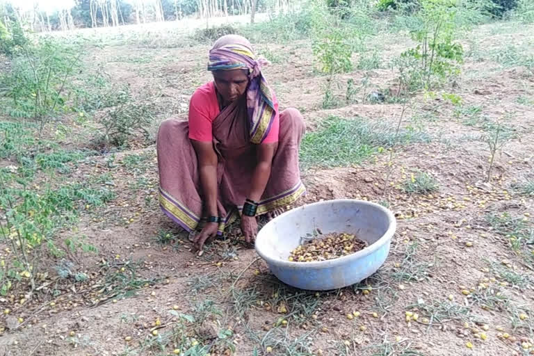 Farmer women's Selling Neem seed