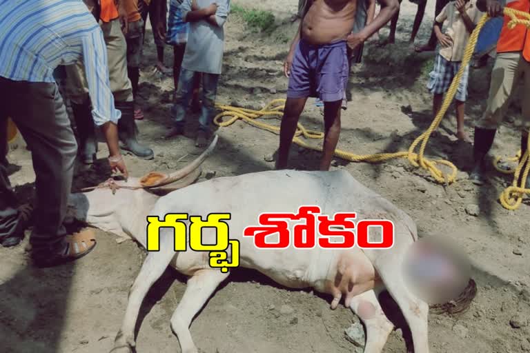 a-pregnant-cow-dies-after-falling-into-a-well