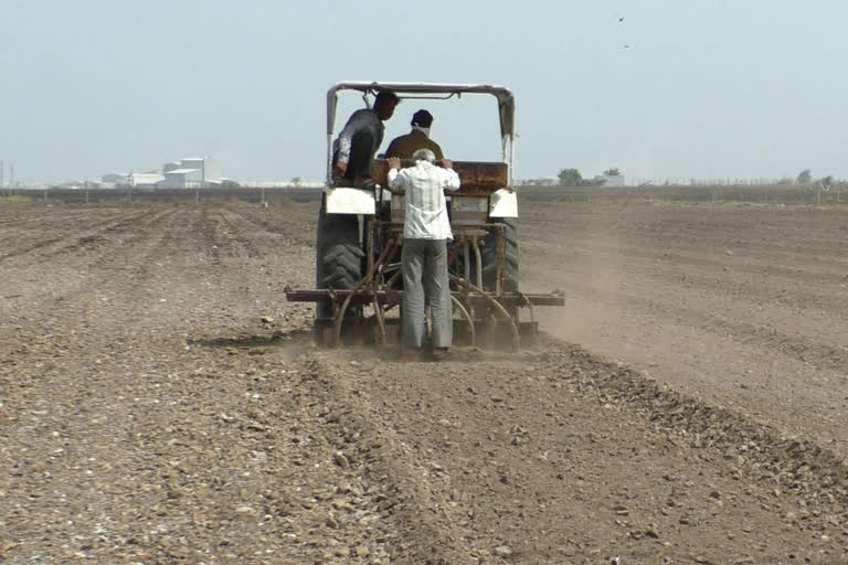 જિલ્લામાં ચાલુ વર્ષ દરમિયાન કપાસનું વાવેતર ઘટ્યું