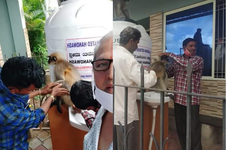 An injured monkey comes to the clinic, gets treatment... Video goes viral