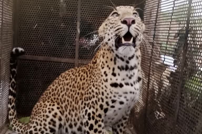 Forest department caught leopard in indore