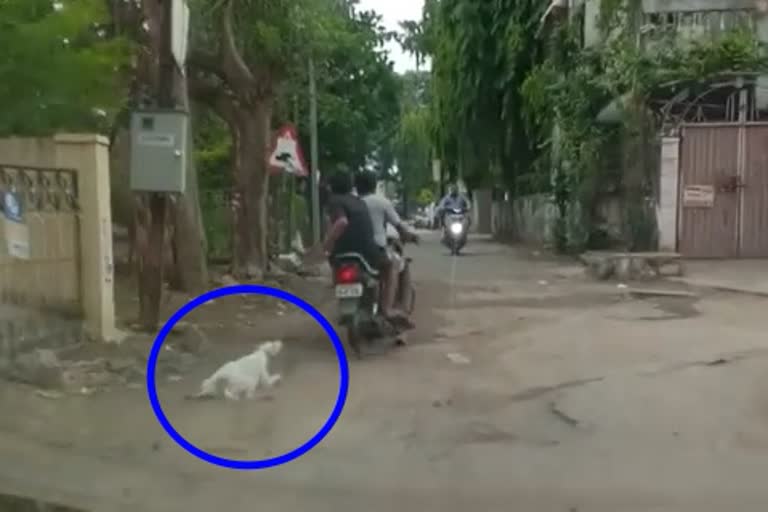 Dog dragged for 1 kilometwer in Aurngabad by two man FIR  registered