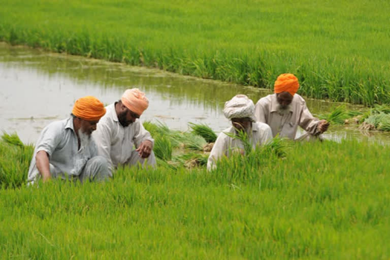 More than 33k farmers abandon paddy farming