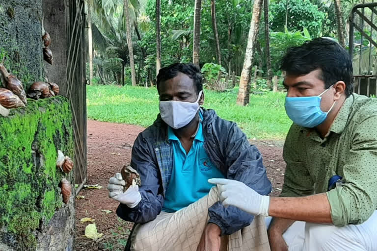 മലപ്പുറം ഒച്ച് ശല്യം രൂക്ഷമാകുന്നു ഒച്ച് Malappuram Thavanoor snail