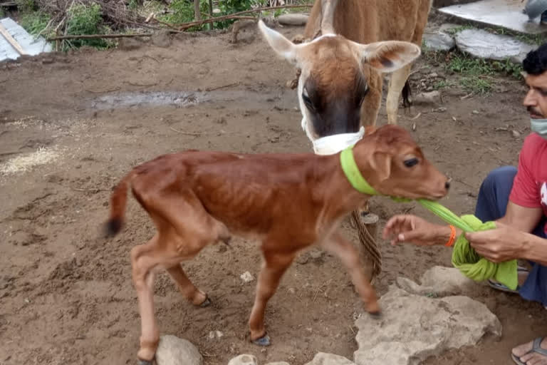 Cow Injured by explosive in bilaspur