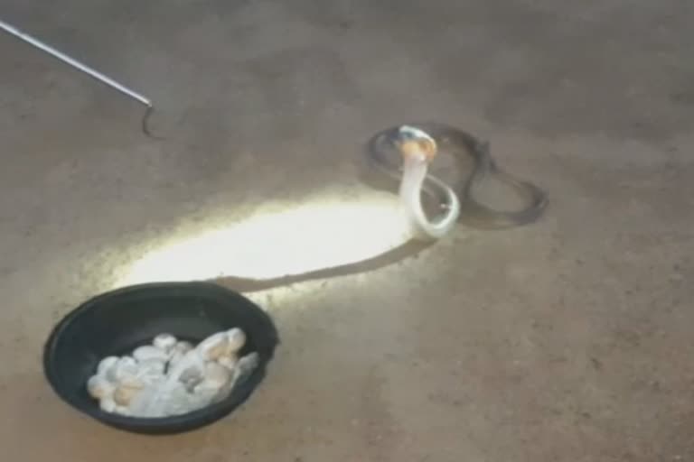 snakes recovered with 40 eggs in Jajpur