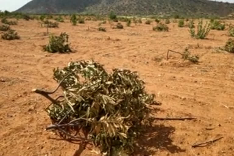 mangoes trees were cut by unknown person in ananthapur district