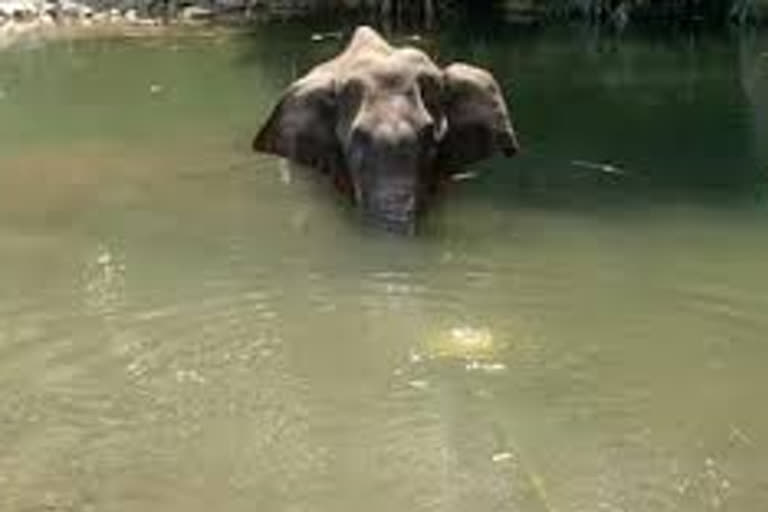 Elephant death in Kerala