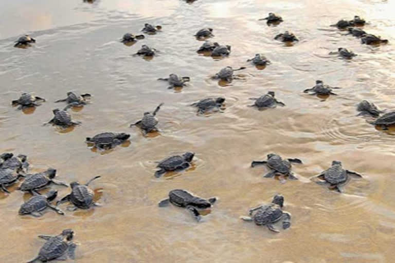 Nearly 2 crore Olive Ridley turtles made their way to sea from Odisha beach