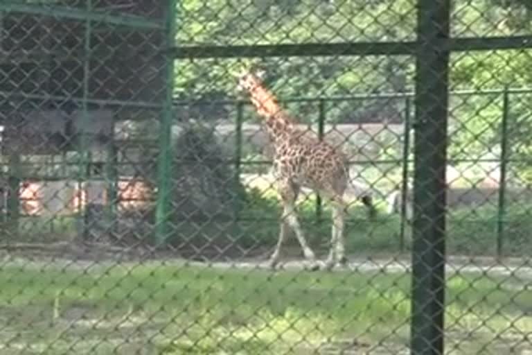 Re open Assam State zoo In Guwahati  june last