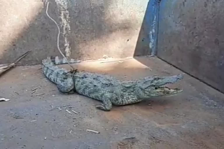 madurai forest officers rescued a crocodile_which had fallen to well_