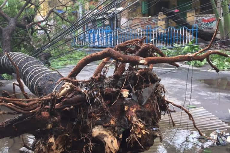 Cyclone Amphan: KMC to calculate uprooted trees that cannot be