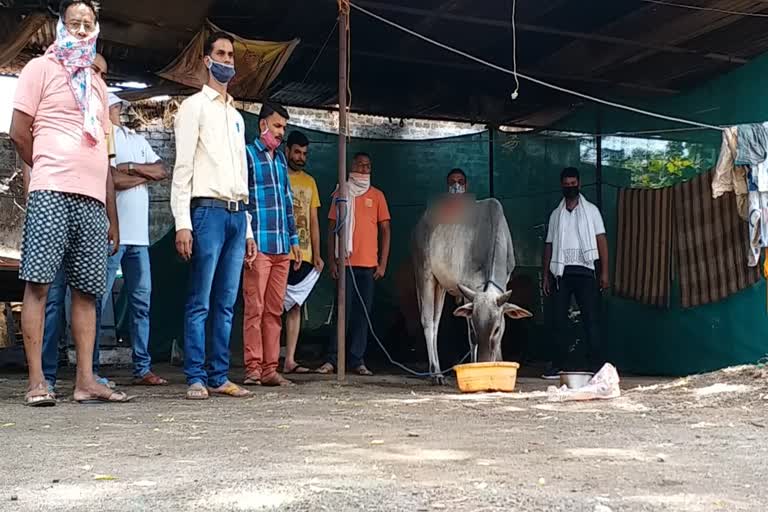 Burning bull with hot water in Jabalpur