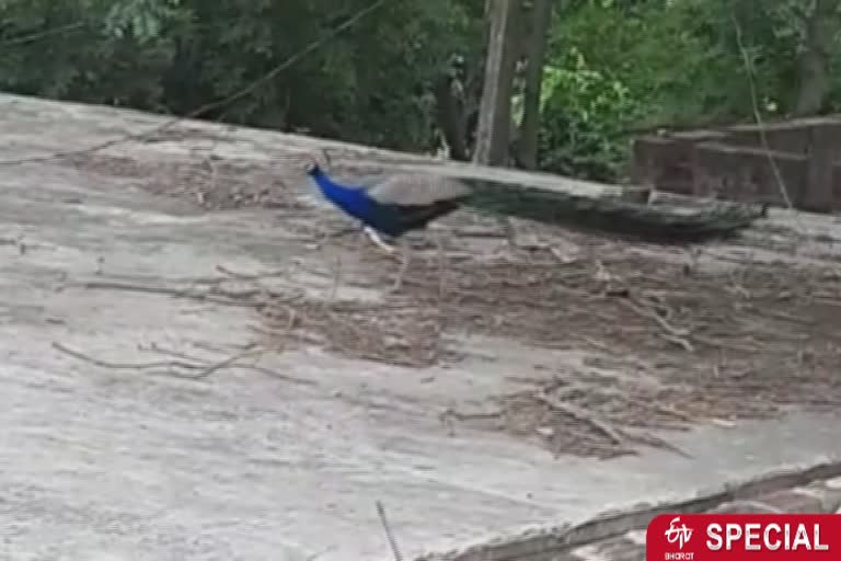 people loved peacock in koni village