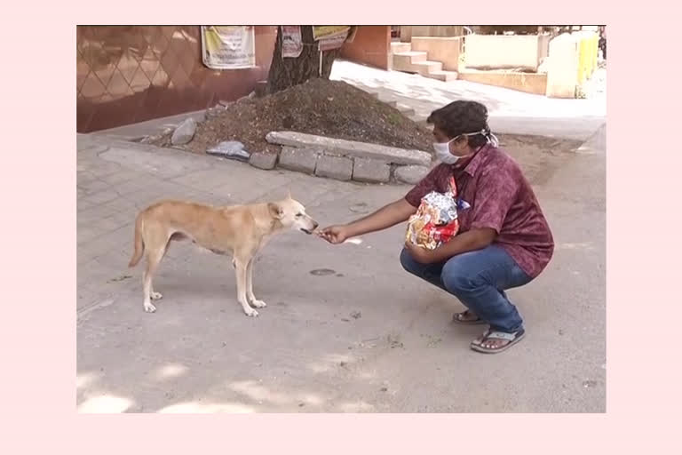 మూగజీవాలకు కడుపునింపే పనిలో నిమగ్నమైన జంతు ప్రేమికుడు