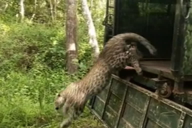 Karnataka:Leopard caught, released into Bandipur Tiger Reserve