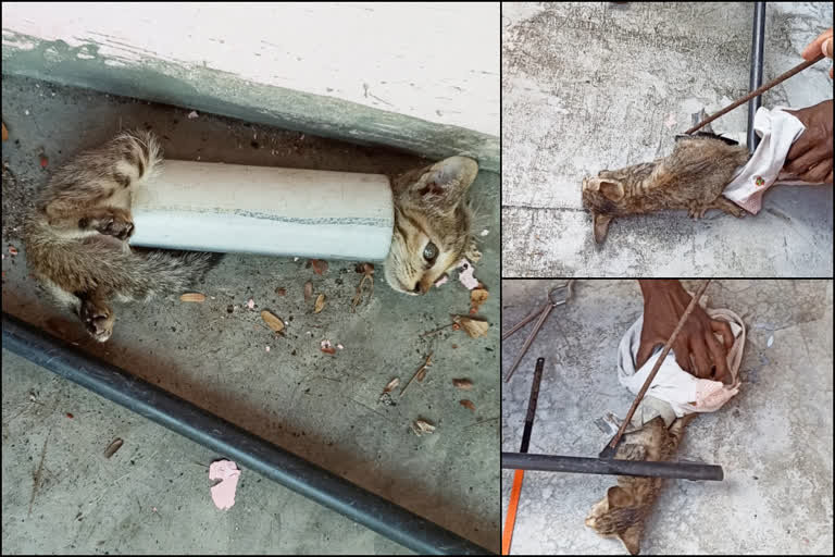 ജീവനും കൊണ്ട് ഓടി കൊറേണ  പാലക്കാട്  Cat named corona trapped PVC pipe  palakkadu