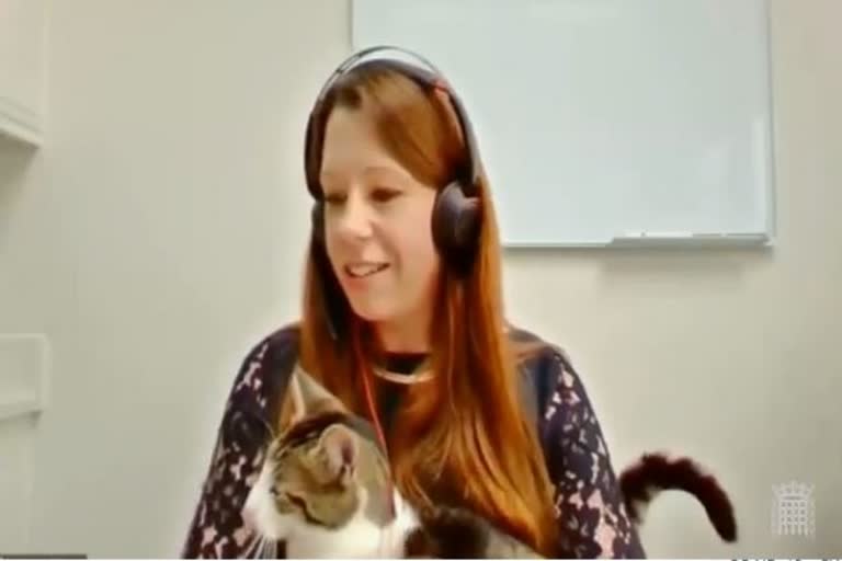 Cat interrupts house of lords committee meeting netizens are loving it's don't care cattitude