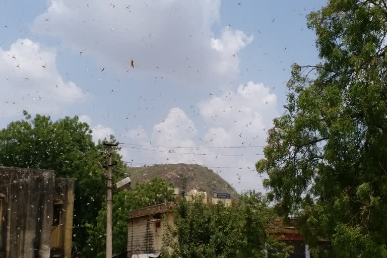 Bundi locust attack news, Locust in Bundi