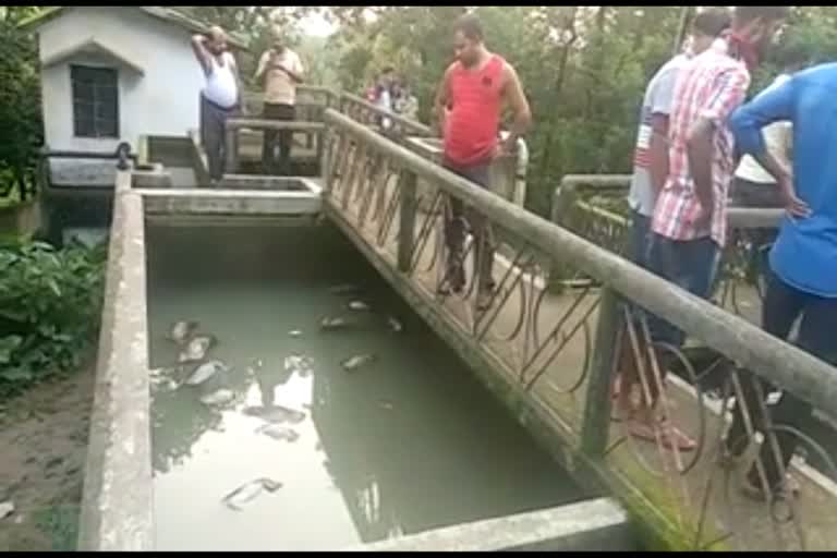 13 monkey died in water tank at Silchar